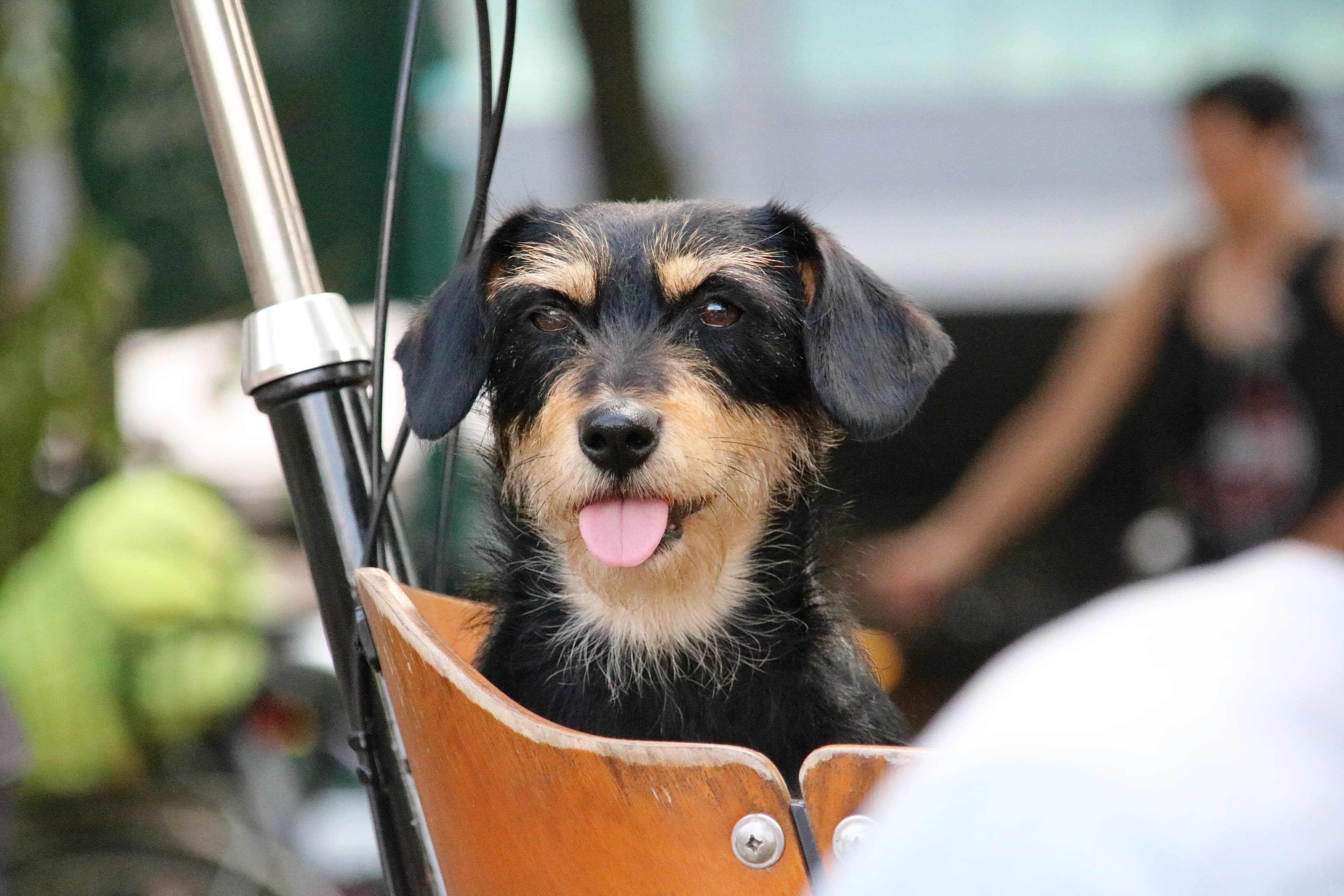 Murphy, the Doggy Bag Tours mascot